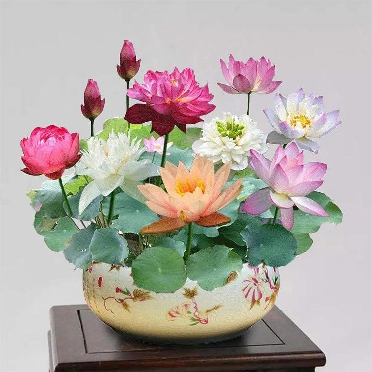 LotusBlüte | 10 Bunte Bonsai-Lotus-Samen