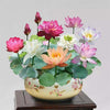 LotusBlüte | 10 Bunte Bonsai-Lotus-Samen