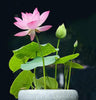 LotusBlüte | 10 Bunte Bonsai-Lotus-Samen