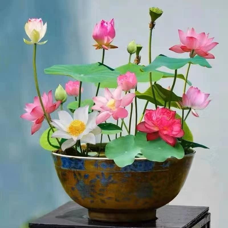 LotusBlüte | 10 Bunte Bonsai-Lotus-Samen