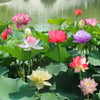 LotusBlüte | 10 Bunte Bonsai-Lotus-Samen