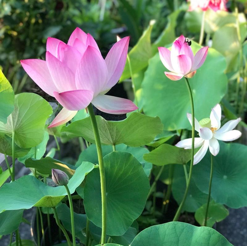 LotusBlüte | 10 Bunte Bonsai-Lotus-Samen